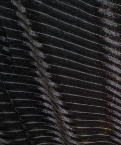 Baltic Born Fabric Swatch - Jada Ribbed Velvet | Black Fabric Swatches